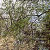 Cornus florida, habit