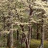 Cornus florida, habit