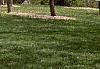 Cornus florida, habit