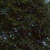 Cornus florida, habit