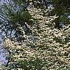 Cornus florida, habit