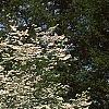 Cornus florida, habit