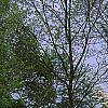 Cornus florida, habit