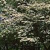 Cornus florida, habit