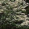 Cornus florida, habit