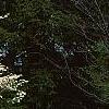 Cornus florida, habit