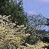 Cornus florida, habit