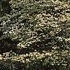 Cornus florida, habit