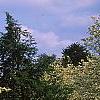 Cornus florida, habit