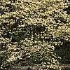 Cornus florida, habit