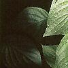 Cornus florida, leaves