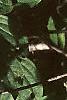 Cornus florida, leaves