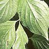 Cornus florida, leaves