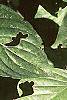 Cornus florida, leaves