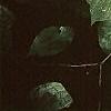 Cornus florida, leaves