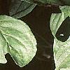 Cornus florida, leaves