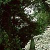 Cornus florida 'Spring Grove', habit
