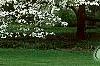 Cornus florida 'Spring Grove', habit