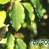 Cornus macrophylla