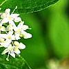 Cornus sericea 'Baileyi', flowers