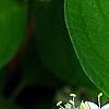 Cornus sericea 'Baileyi', flowers