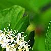Cornus sericea 'Baileyi', flowers