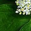Cornus sericea 'Baileyi', flowers