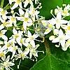 Cornus sericea 'Baileyi', flowers