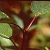 Cornus sericea, leaves