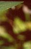 Cornus sericea, leaves