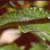 Cornus sericea, leaves