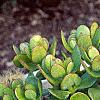Crassula ovata, habit