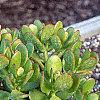 Crassula ovata, habit