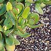 Crassula ovata, habit