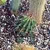 Crassula ovata, habit