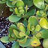 Crassula ovata, habit