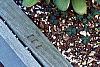 Crassula ovata, habit