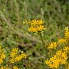 Sedum kamtschaticum, flowers
