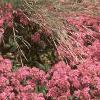 Sedum x 'Rosy Glow', habit