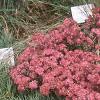 Sedum x 'Rosy Glow', habit