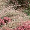Sedum x 'Rosy Glow', habit