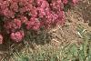 Sedum x 'Rosy Glow', habit