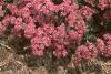 Sedum x 'Rosy Glow', habit