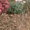 Sedum x 'Rosy Glow', habit