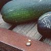 Cucurbita pepo var. medullosa, fruit