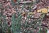Chamaecyparis pisifera 'Mops', habit