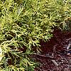 Chamaecyparis pisifera 'Mops', habit