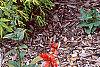 Chamaecyparis pisifera 'Mops', habit