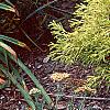 Chamaecyparis pisifera 'Mops', habit