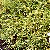 Chamaecyparis pisifera 'Mops', habit